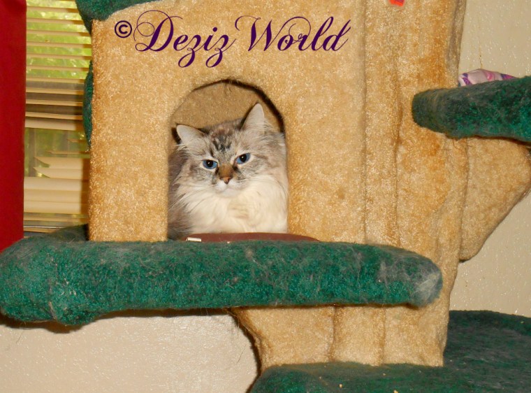 Dezi lays in the house on the Liberty cat tree