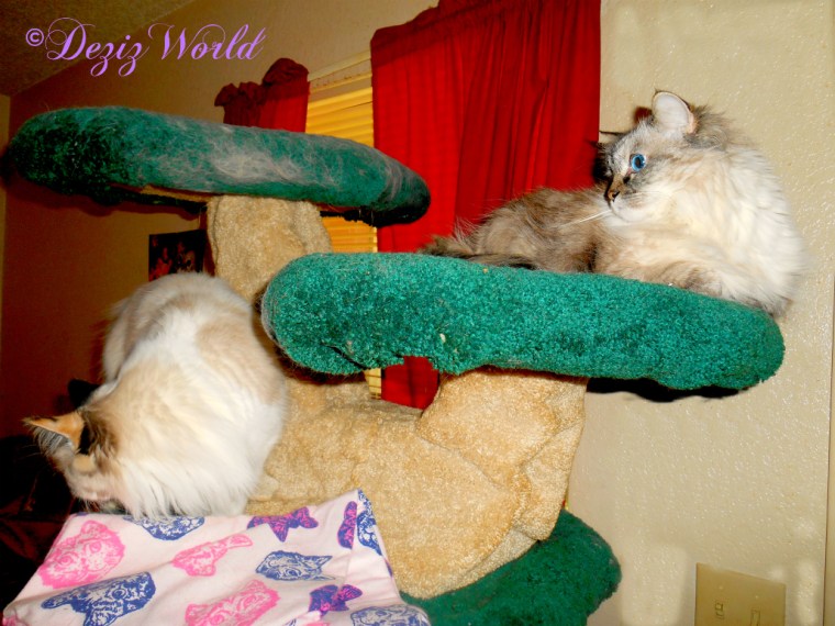 Dezi and Raena atop the Liberty Cat tree