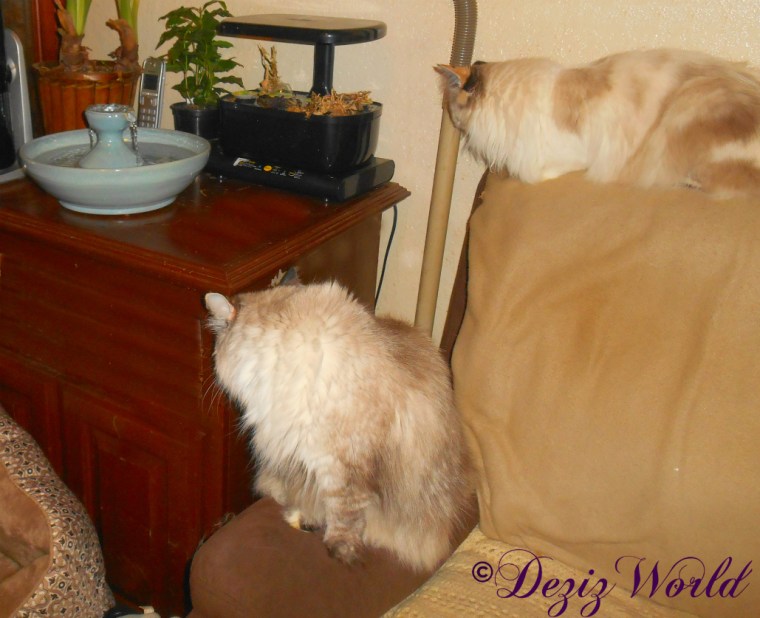 Dezi and Raena check ou the new Thirsty Cat fountain