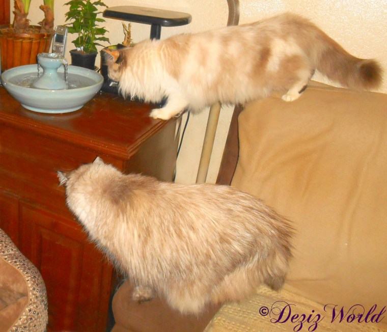 Dezi looks on as Raena goes in to get a drink from the Thirsty Cat Fountain