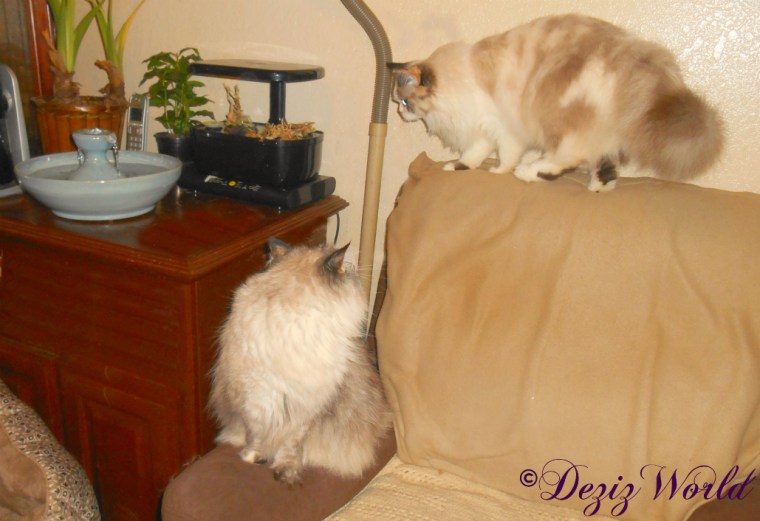 Dezi watches Raena head for the Thirsty Cat fountain
