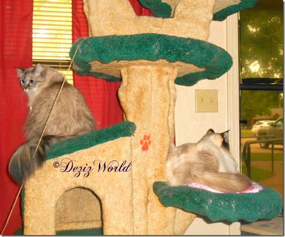 Dezi and Raena on the Liberty cat tree looking outside