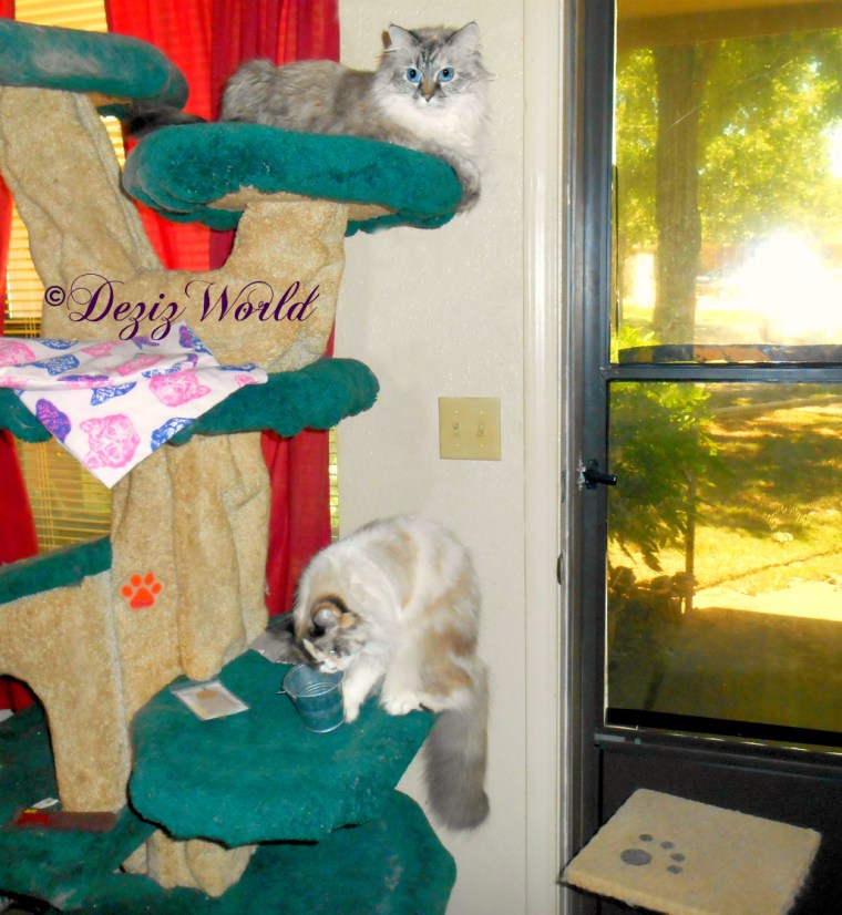 Dezi lays atop the Liberty Cat tree and watches Raena with the cat grass kit from Valentine