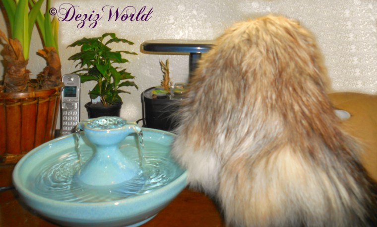 Dezi getting ready to drink from the Thirsty Cat Fountain