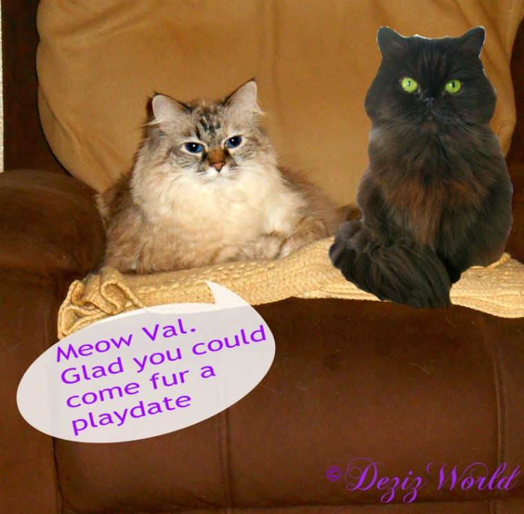 Dezi and Valentine in the chair