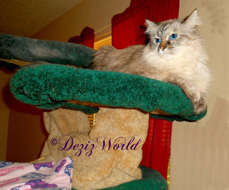 Dezi lays on Liberty cat tree