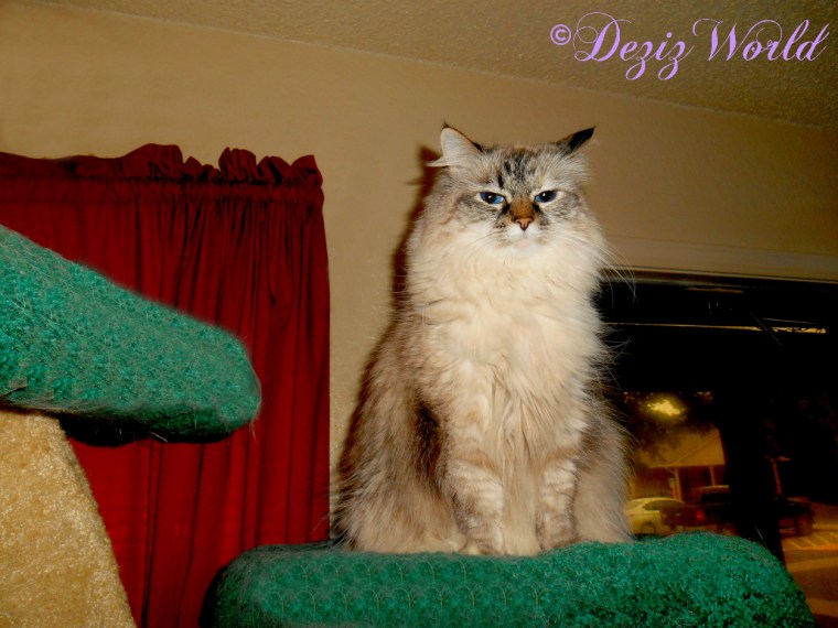 Dezi sits atop the Liberty cat tree