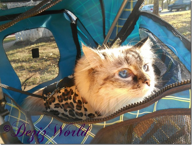 dw-Dezi stroller 7thbday2016DSCN8063edit (1024x768)