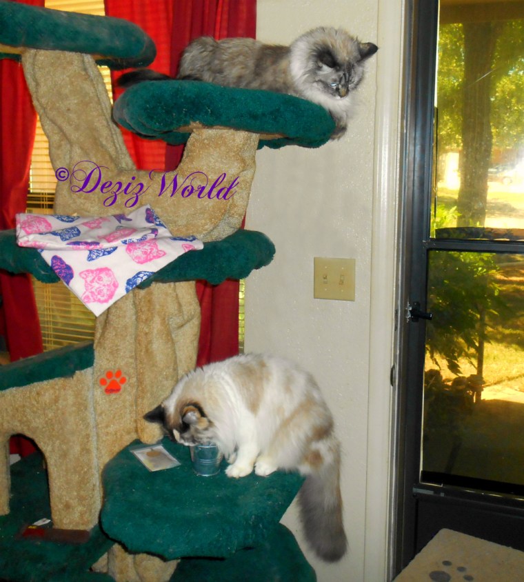 Dezi watches Raena with the cat grass kit from atop the Liberty cat tree