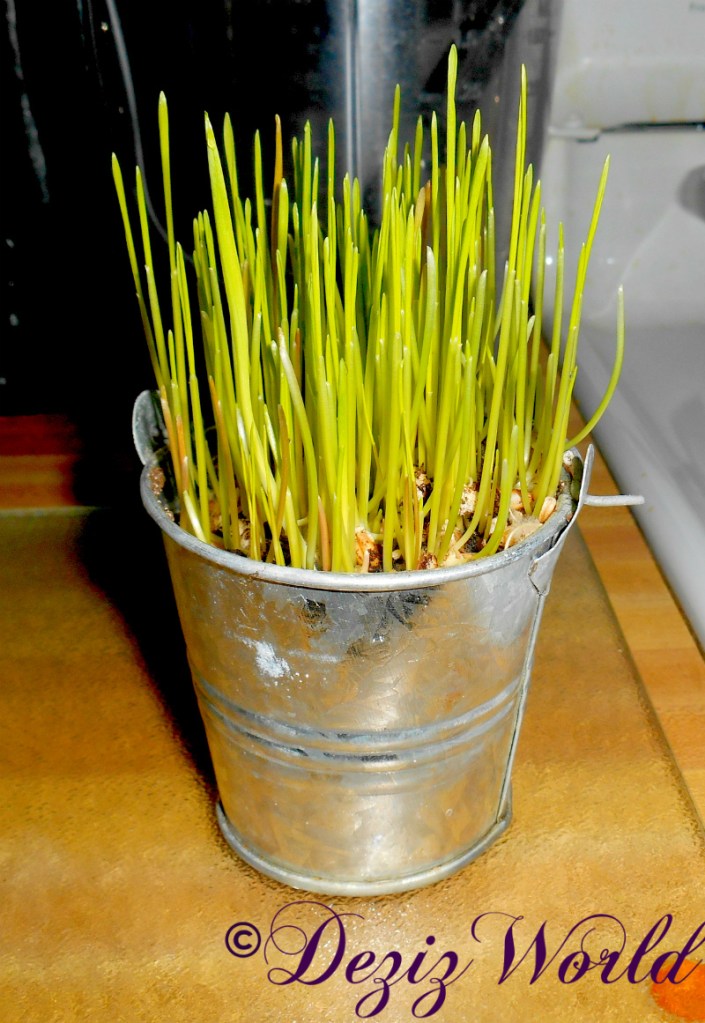 Cat grass in a tine from Valentine
