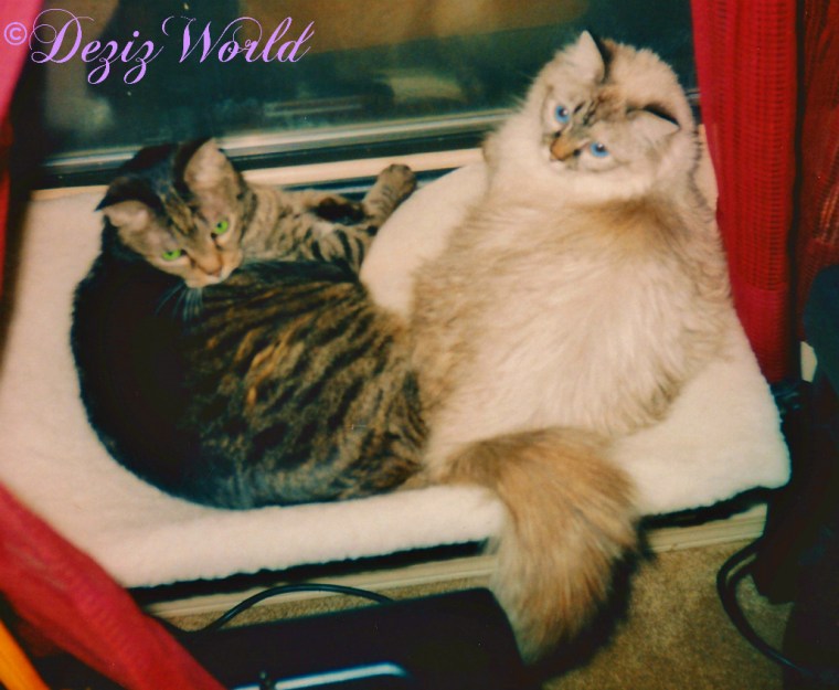 Lexi and Dezi lay together on window perch