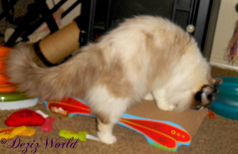 Raena climbs on Cat Claws butterfly cat scratcher