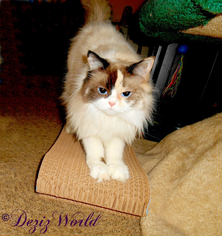 Raena scratches on the butterfly cat scratcher
