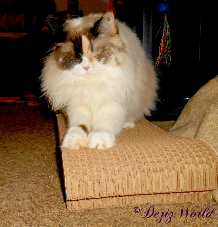 Raena ;ays on the butterfly cat scratcher