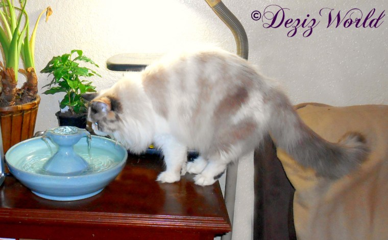 Raena gets a drink from the Thirsty Cat fountain