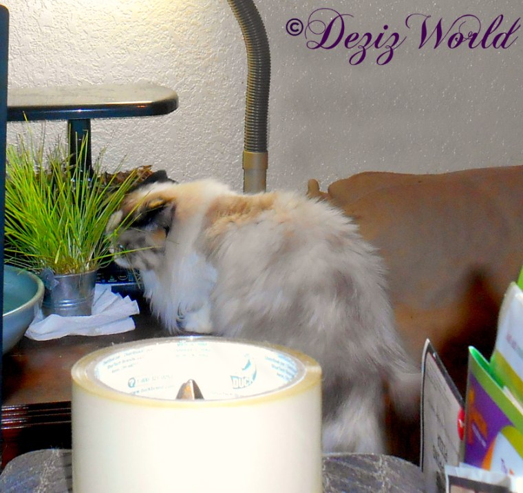 Raena eating the grass from Valentine