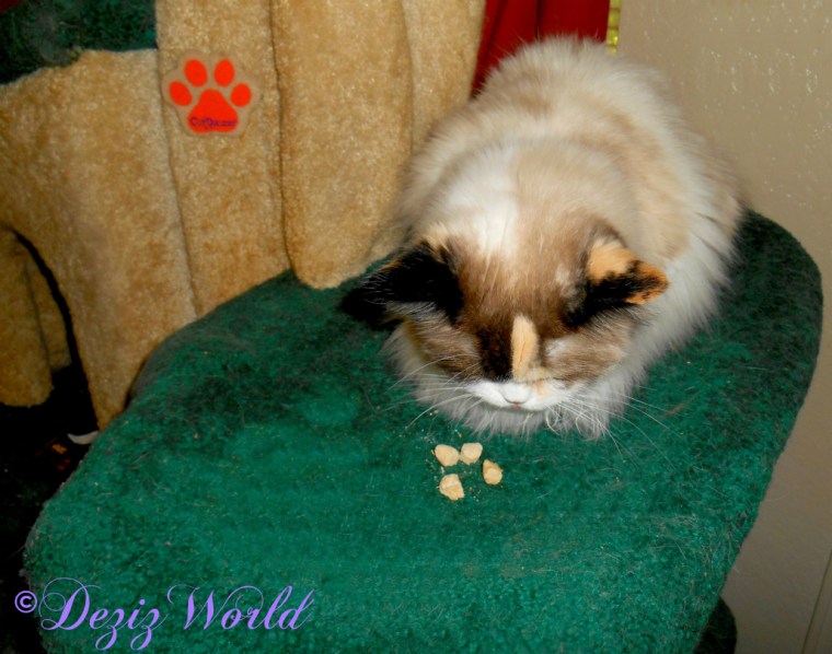 Raena eats treats on the Liberty cat tree