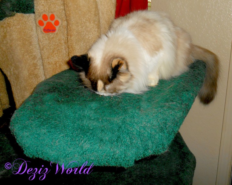 Raena eats treats on the Liberty cat tree