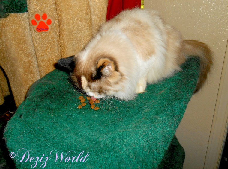 Raena eats Kittles treat on the Liberty cat tree