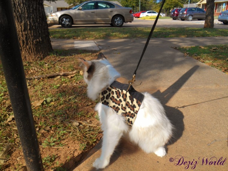 Raena goes for a walk outside