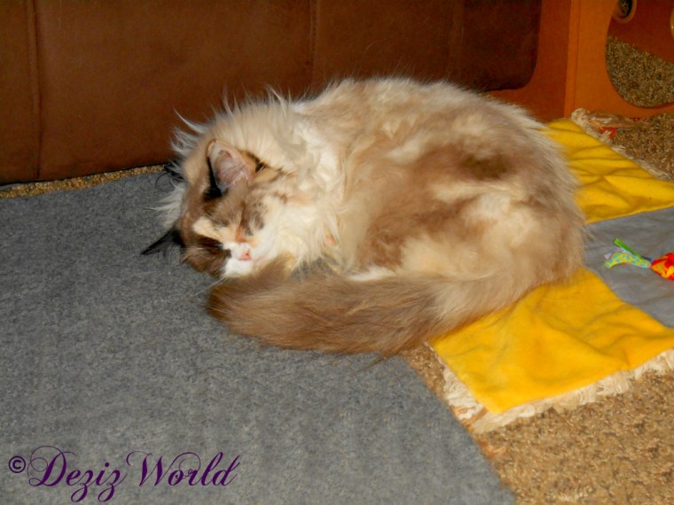Raena sleeps on cat mat