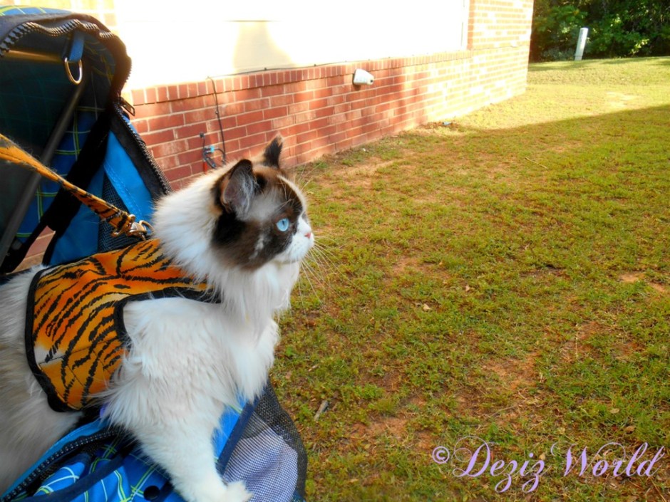 Raena stands on edge of stroller and looks out