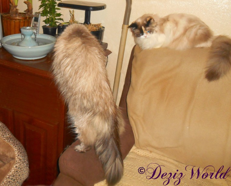 Dezi sniffs the Thirsty Cat fountain