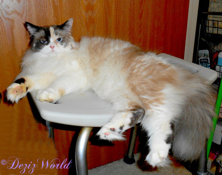 Raena lays on shower bench