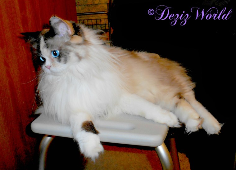 Raena lays on shower bench and watches mommy pour litter in litter boxes