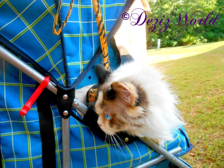 Raena looks around the side of the stroller