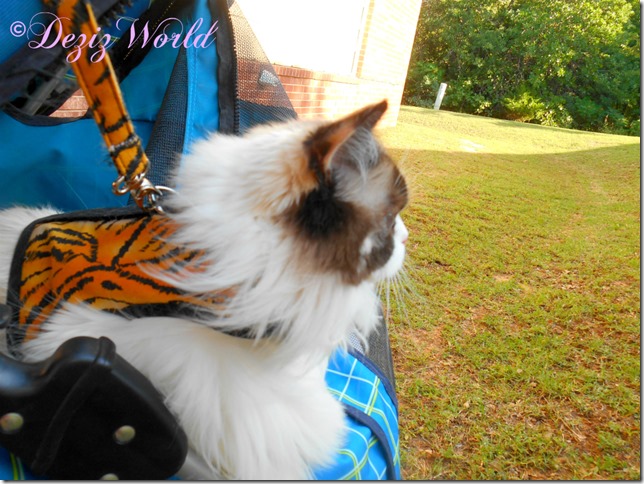 dw-Raena looks out from stroller 9332