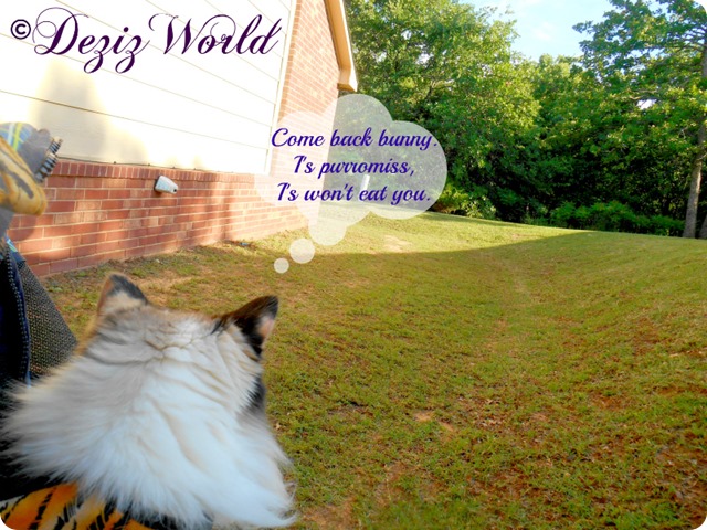 dw-Raena meows at bunny from stroller 9330