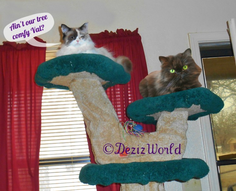 Raena and Valentine lay on the Liberty Cat Tree