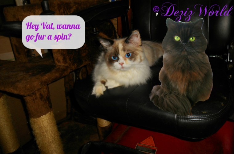 Raena and Valentine sit in the wheelchair