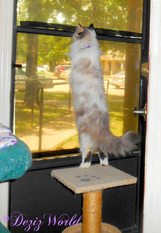 Raena stands on perch and looks out door