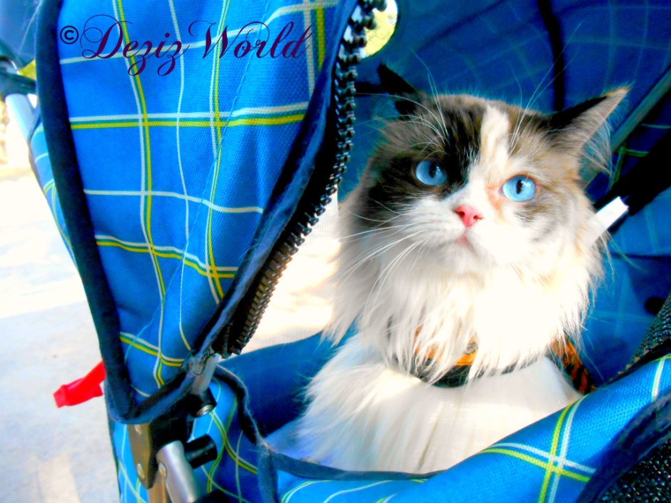 Raena looks out from the stroller