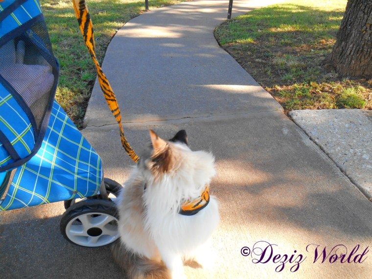 Raena sits on sidewalk beside stroller in her tiger harness