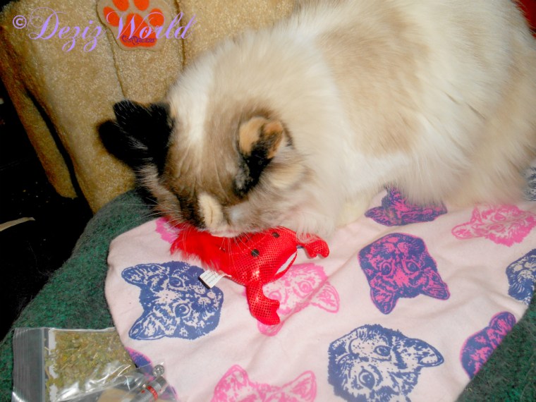 Raena plays with refillable lobster from hooligan in a can prize 