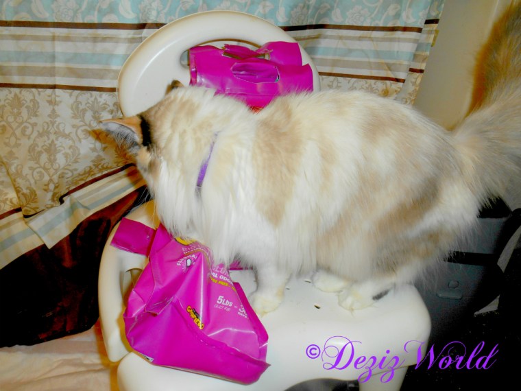 Raena with 3 bags of Garfield litter