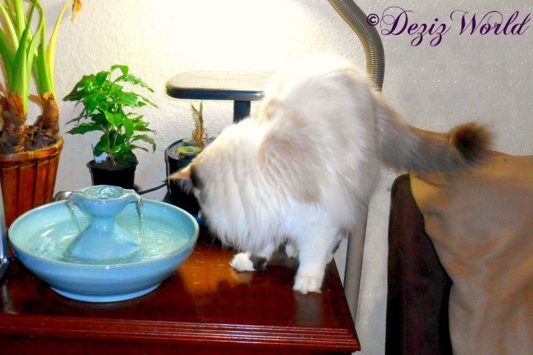 Raena sniffs the Thirsty Cat fountain
