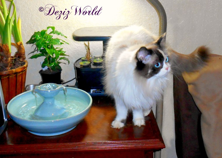 Raena stands beside the Thirsty Cat fountain