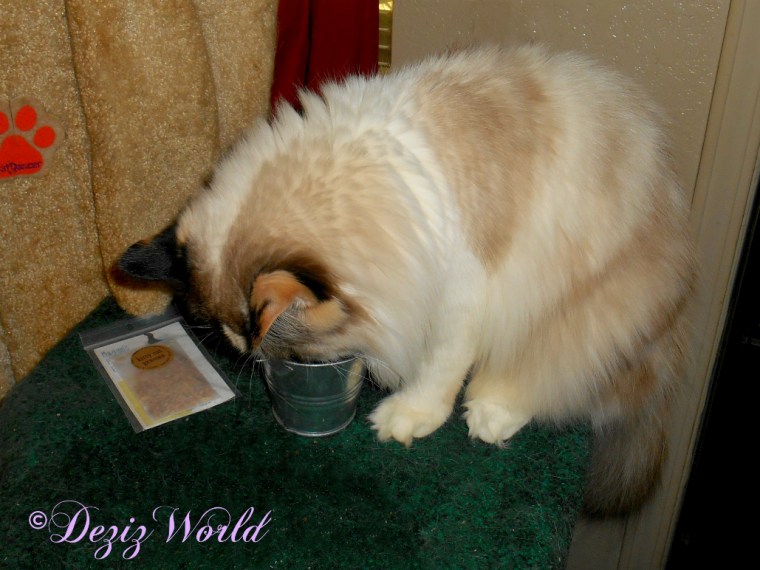 Raena plays with the cat grass kit from Valentine