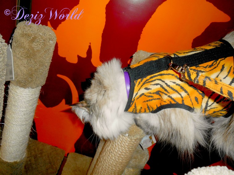 Dezi among the cat scratchers at petco