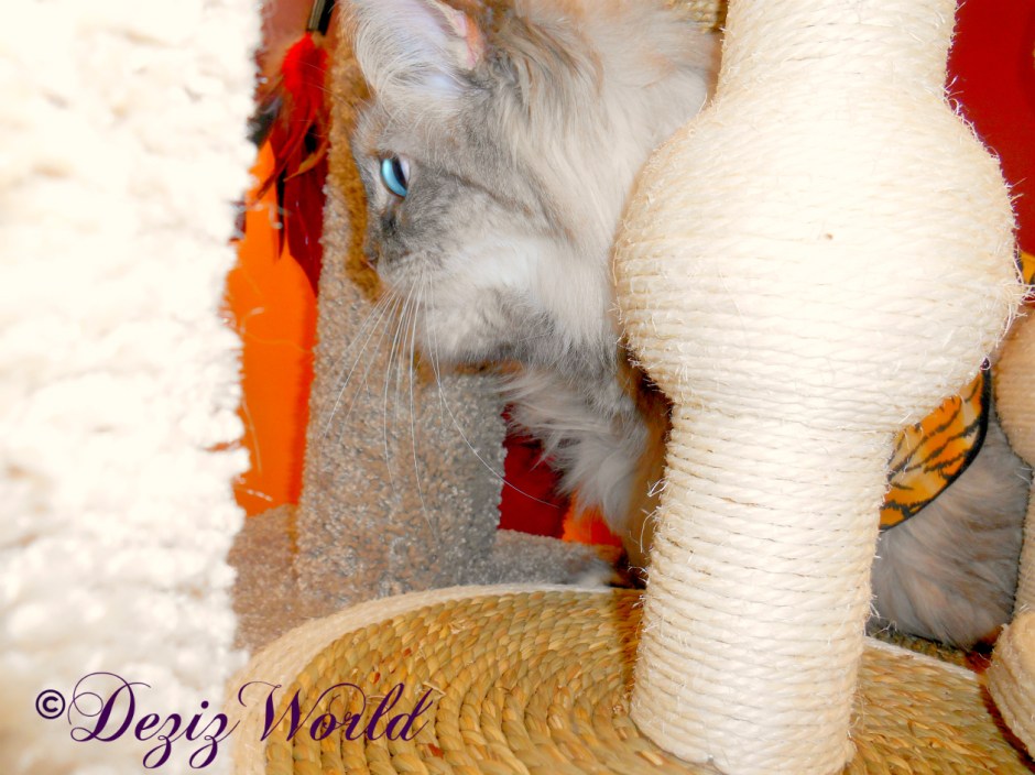 Close up of Dezi among the cat scratchers at petco