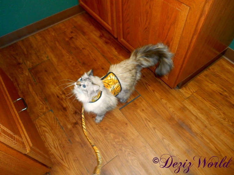 Dezi on the floor at the vets