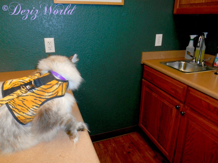 Dezi on the exam table at the vet