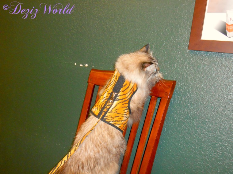 Dezi in chair at the vet office