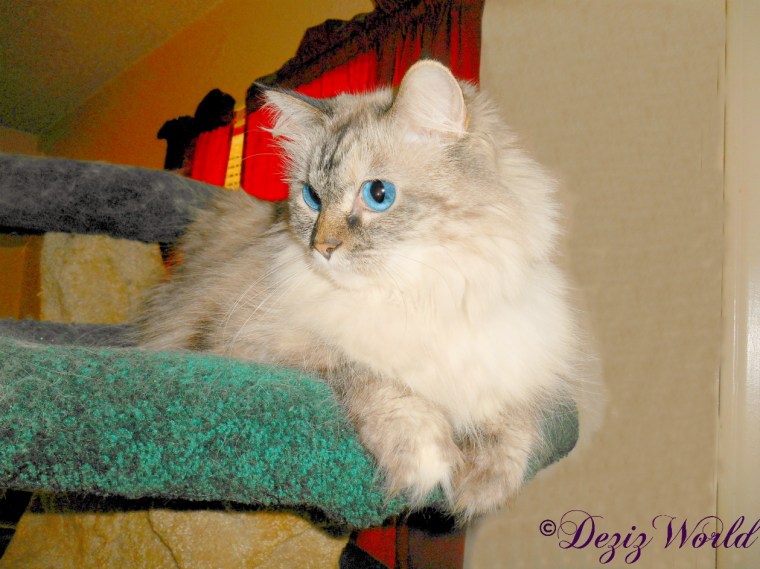 Dezi atop the Liberty cat tree