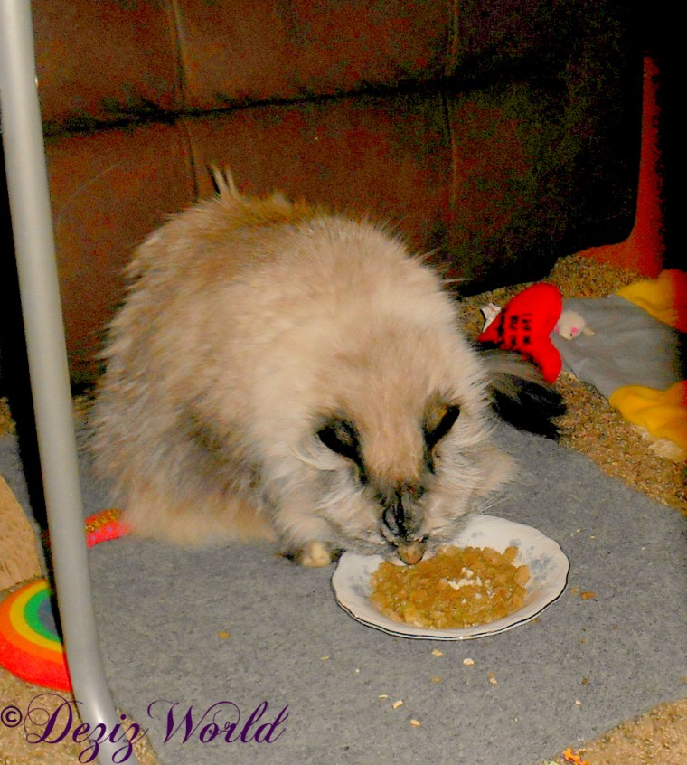 Dezi eats Primal rabbit, duck and chicken and salmon