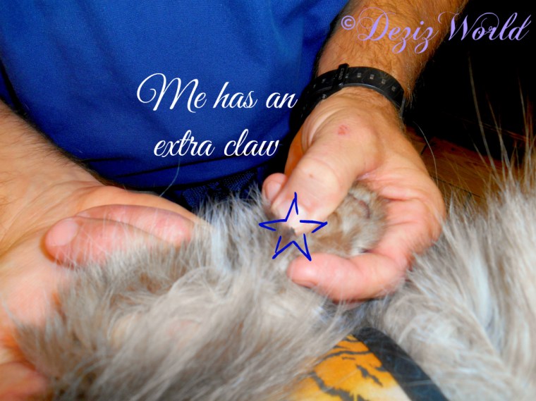 Dezi's extra claw on ankle